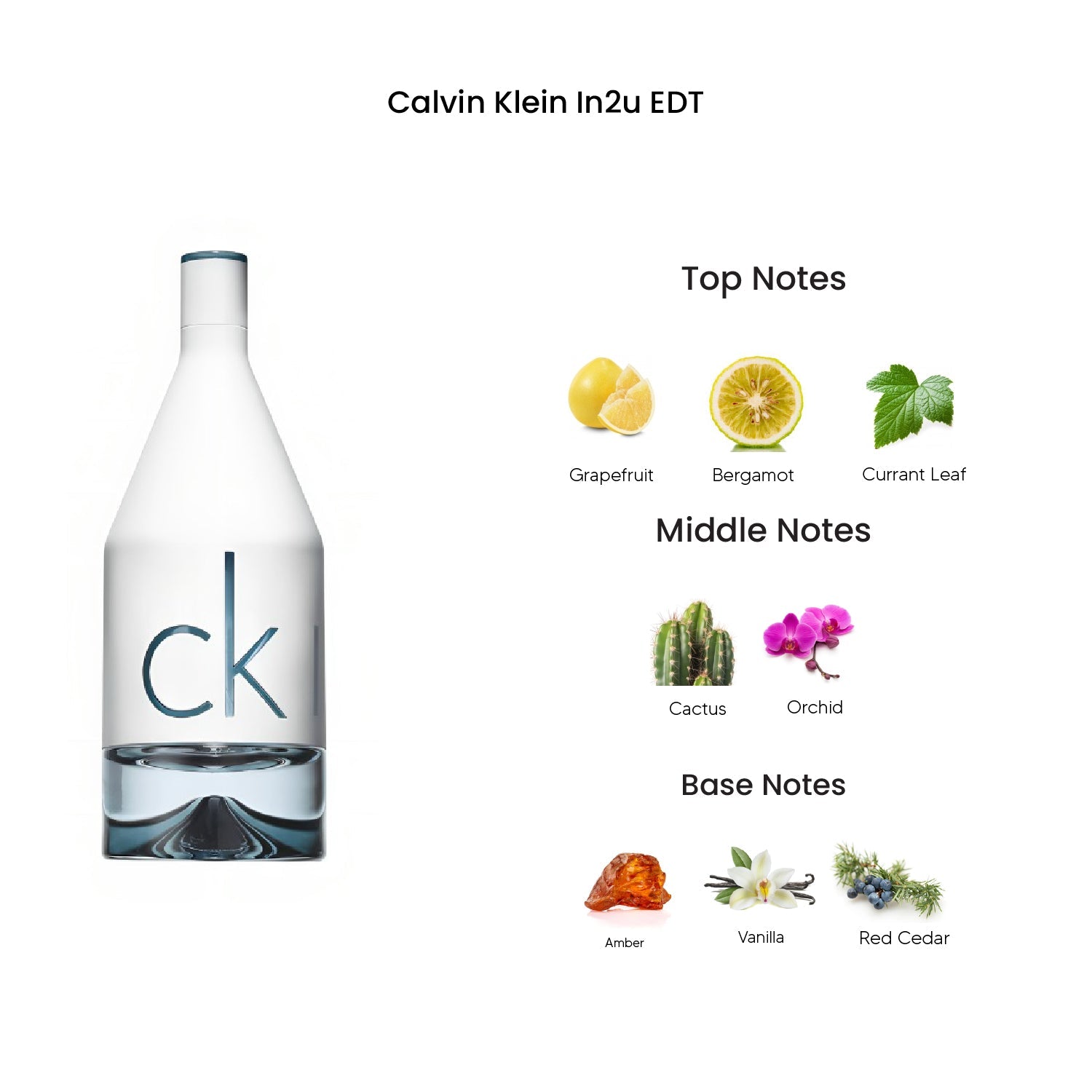 Calvin Klein In2u Eau De Toilette for Men
